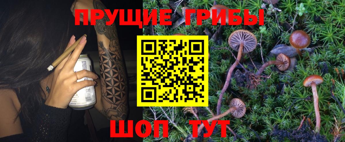 Галлюциногенные грибы Psilocybe  Вход с VPN  Аша 